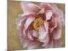 Pink Peony-Amy Melious-Mounted Art Print