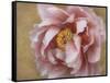 Pink Peony-Amy Melious-Framed Stretched Canvas