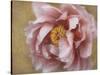 Pink Peony-Amy Melious-Stretched Canvas