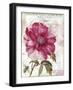 Pink Peony-Color Bakery-Framed Giclee Print