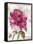 Pink Peony-Color Bakery-Framed Stretched Canvas