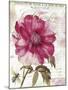 Pink Peony-Color Bakery-Mounted Giclee Print