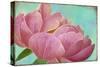 Pink Peony-Cora Niele-Stretched Canvas