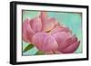 Pink Peony-Cora Niele-Framed Giclee Print