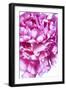 Pink Peony-Ruth Day-Framed Giclee Print