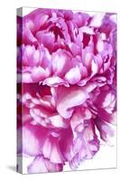 Pink Peony-Ruth Day-Stretched Canvas