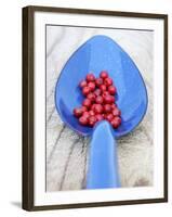 Pink Pepper in Blue Spoon-Frank Tschakert-Framed Photographic Print