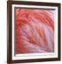 Pink Perfection 2-Joy Doherty-Framed Giclee Print