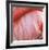 Pink Perfection 4-Joy Doherty-Framed Giclee Print