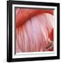 Pink Perfection 4-Joy Doherty-Framed Giclee Print