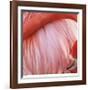 Pink Perfection 4-Joy Doherty-Framed Giclee Print