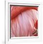 Pink Perfection 4-Joy Doherty-Framed Giclee Print