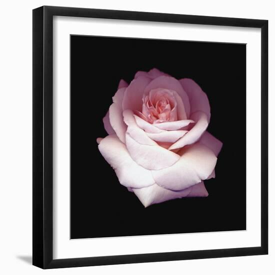 Pink Perfection - Shine-Diane Lucas-Framed Giclee Print