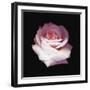 Pink Perfection - Shine-Diane Lucas-Framed Giclee Print