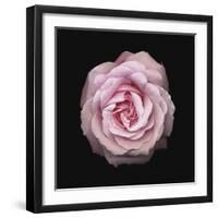 Pink Perfection - Thrive-Diane Lucas-Framed Giclee Print