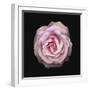 Pink Perfection - Thrive-Diane Lucas-Framed Giclee Print