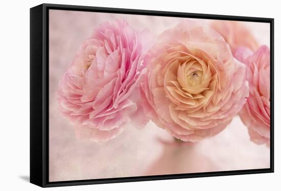 Pink Persian Buttercup Bouquet-Cora Niele-Framed Stretched Canvas