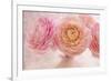 Pink Persian Buttercup Bouquet-Cora Niele-Framed Photographic Print