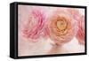 Pink Persian Buttercup Bouquet-Cora Niele-Framed Stretched Canvas