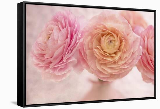 Pink Persian Buttercup Bouquet-Cora Niele-Framed Stretched Canvas