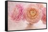 Pink Persian Buttercup Bouquet-Cora Niele-Framed Stretched Canvas