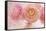 Pink Persian Buttercup Bouquet-Cora Niele-Framed Stretched Canvas