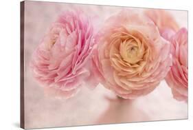 Pink Persian Buttercup Bouquet-Cora Niele-Stretched Canvas