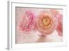 Pink Persian Buttercup Bouquet-Cora Niele-Framed Photographic Print