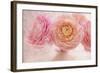 Pink Persian Buttercup Bouquet-Cora Niele-Framed Photographic Print