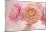 Pink Persian Buttercup Bouquet-Cora Niele-Mounted Photographic Print