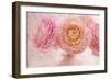 Pink Persian Buttercup Bouquet-Cora Niele-Framed Photographic Print