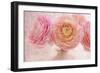 Pink Persian Buttercup Bouquet-Cora Niele-Framed Photographic Print