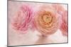 Pink Persian Buttercup Bouquet-Cora Niele-Mounted Photographic Print