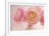 Pink Persian Buttercup Bouquet-Cora Niele-Framed Photographic Print