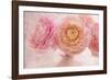 Pink Persian Buttercup Bouquet-Cora Niele-Framed Photographic Print