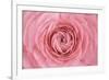 Pink Persian Buttercup Flower-Cora Niele-Framed Photographic Print