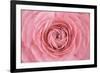 Pink Persian Buttercup Flower-Cora Niele-Framed Photographic Print