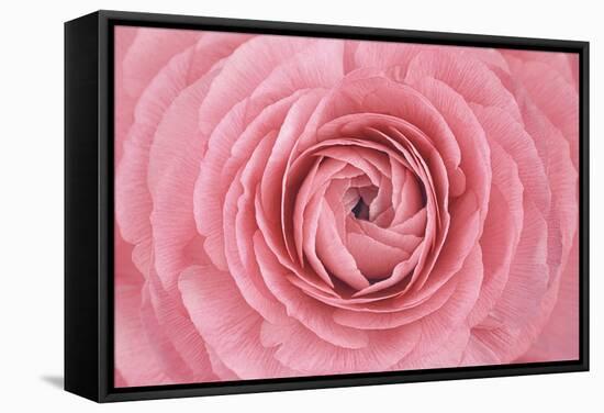 Pink Persian Buttercup Flower-Cora Niele-Framed Stretched Canvas