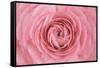 Pink Persian Buttercup Flower-Cora Niele-Framed Stretched Canvas