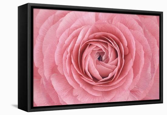 Pink Persian Buttercup Flower-Cora Niele-Framed Stretched Canvas