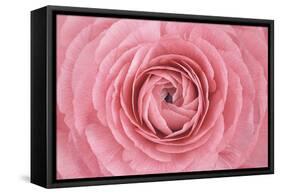 Pink Persian Buttercup Flower-Cora Niele-Framed Stretched Canvas
