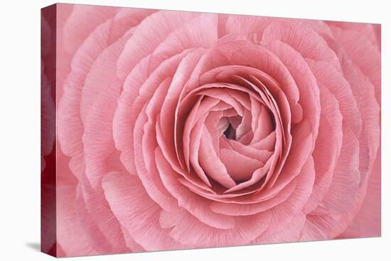 Pink Persian Buttercup Flower-Cora Niele-Stretched Canvas