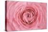 Pink Persian Buttercup Flower-Cora Niele-Stretched Canvas