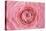 Pink Persian Buttercup Flower-Cora Niele-Stretched Canvas