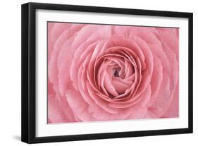 Pink Persian Buttercup Flower-Cora Niele-Framed Photographic Print