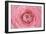 Pink Persian Buttercup Flower-Cora Niele-Framed Photographic Print