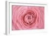 Pink Persian Buttercup Flower-Cora Niele-Framed Photographic Print