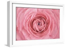 Pink Persian Buttercup Flower-Cora Niele-Framed Photographic Print