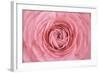 Pink Persian Buttercup Flower-Cora Niele-Framed Photographic Print