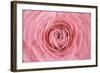 Pink Persian Buttercup Flower-Cora Niele-Framed Photographic Print